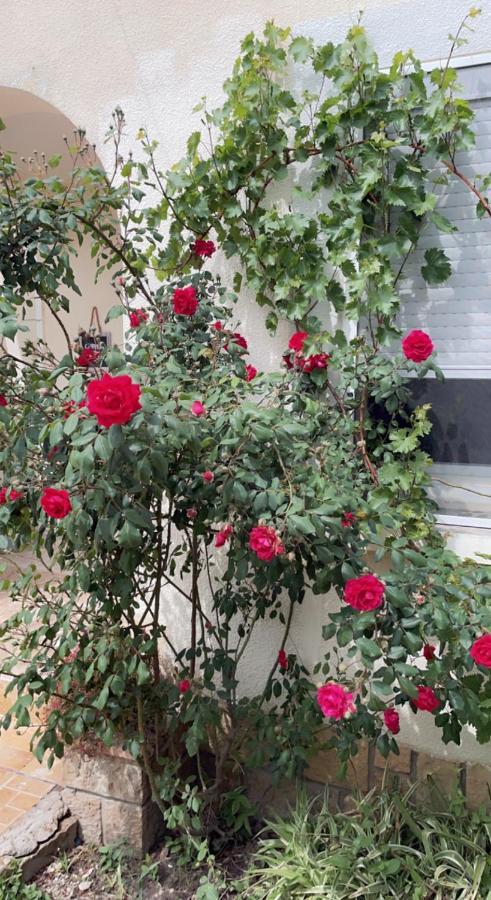 Chambre Cosy Arles Dış mekan fotoğraf